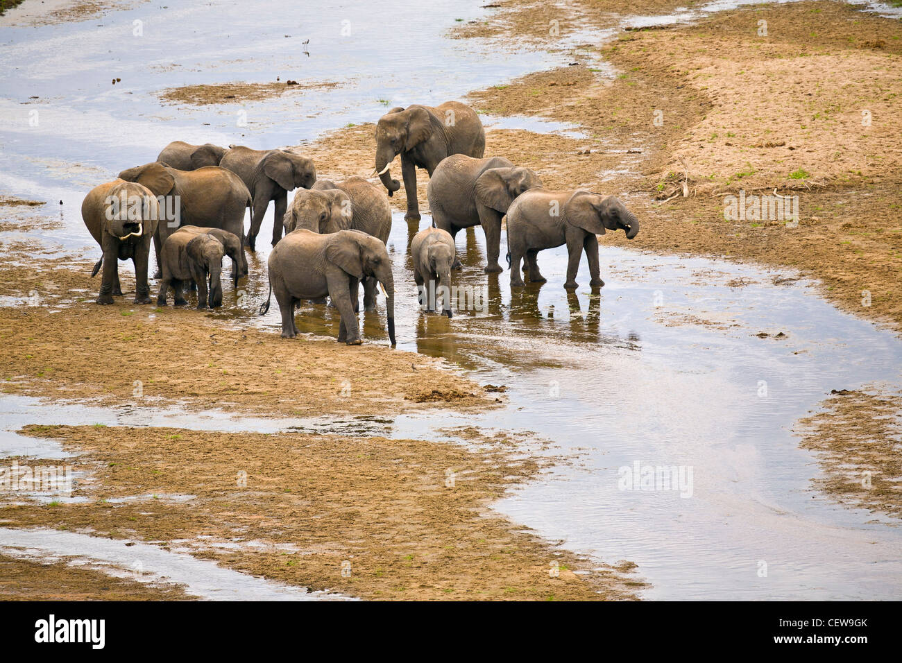 Famiglia di Elephant nel letto del fiume. Foto Stock