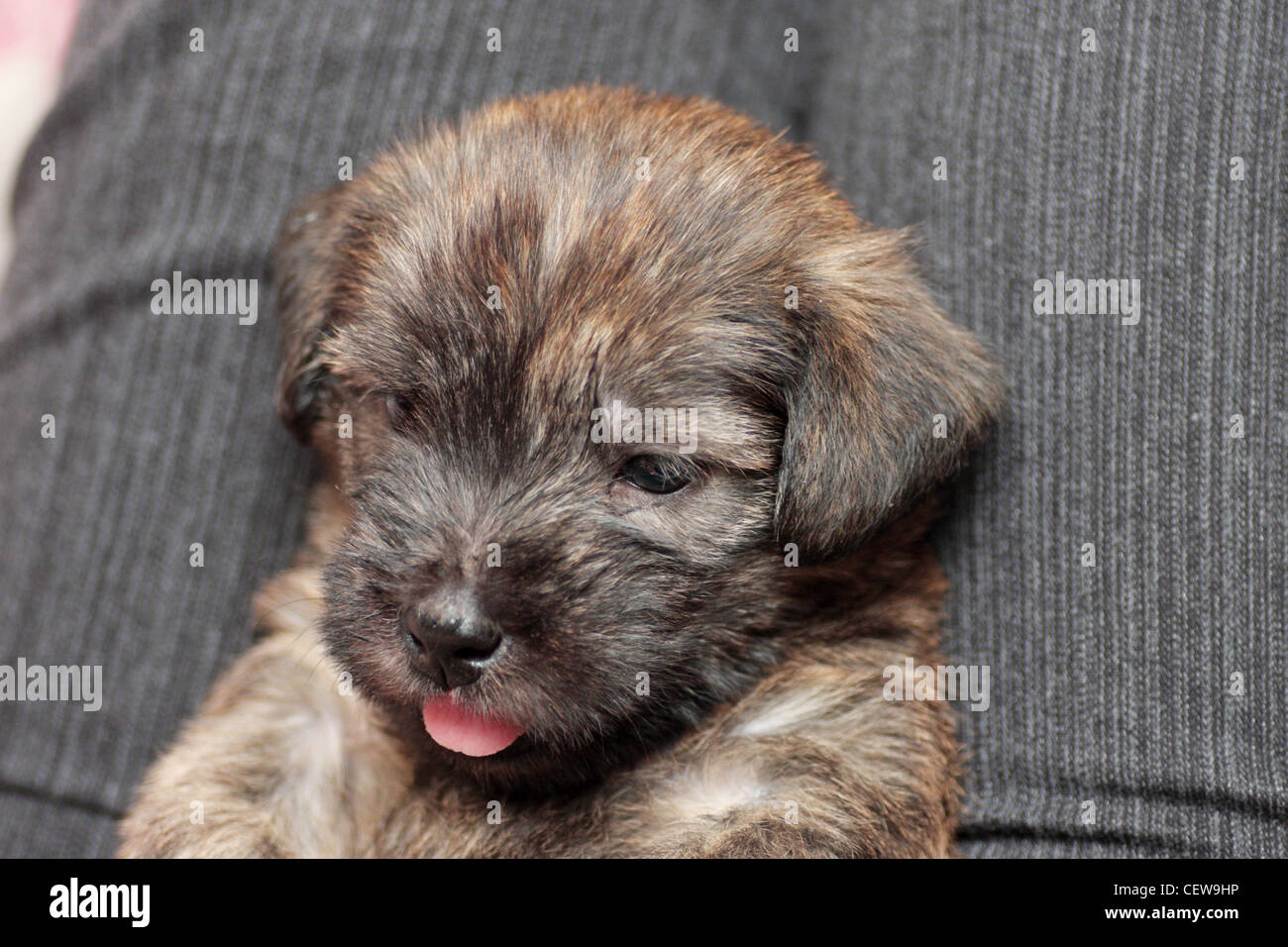 5 settimane vecchio Glen of Imaal Terrier cucciolo Foto Stock