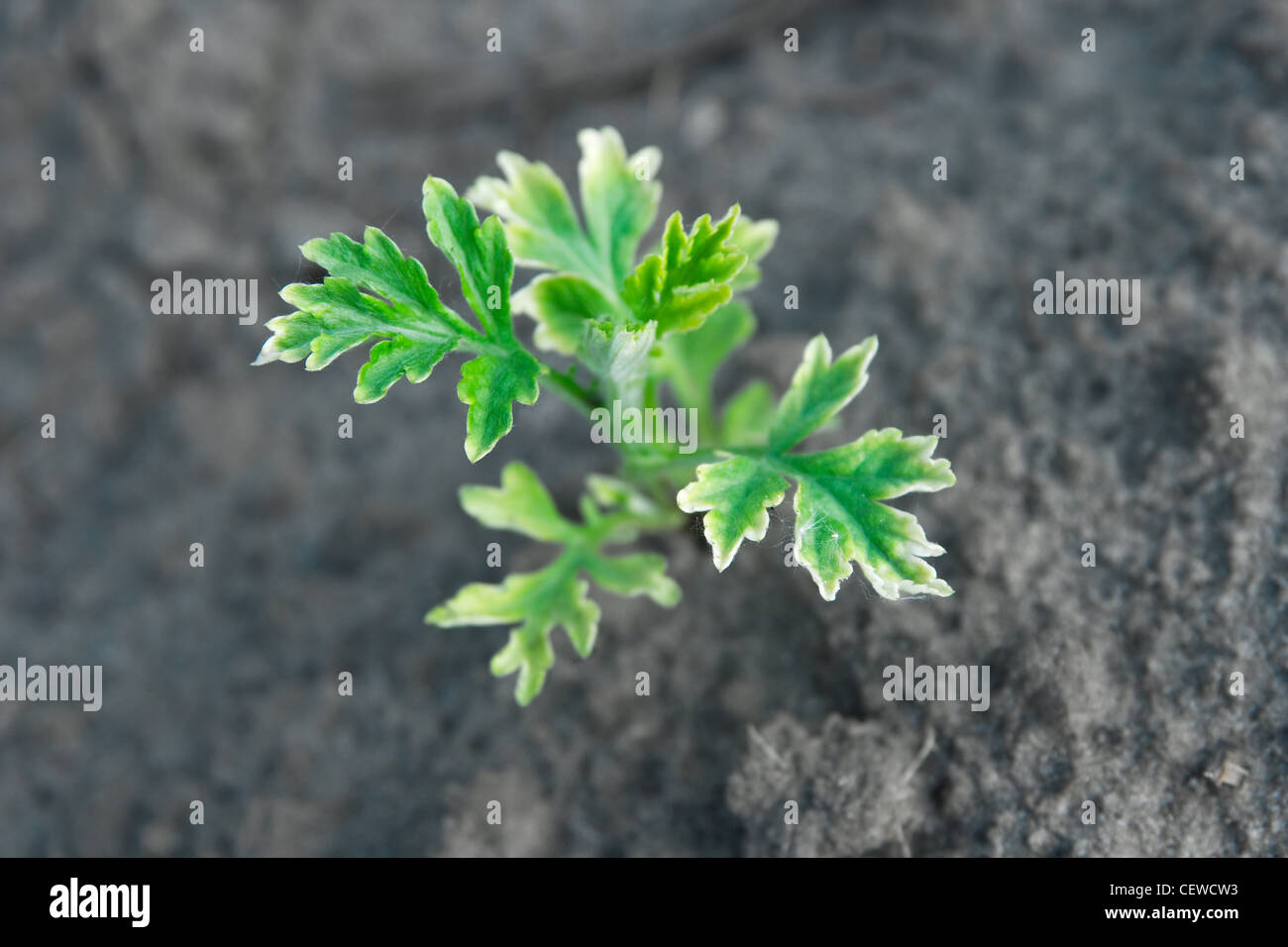 Piccola pianta crescono fuori del terreno Foto Stock