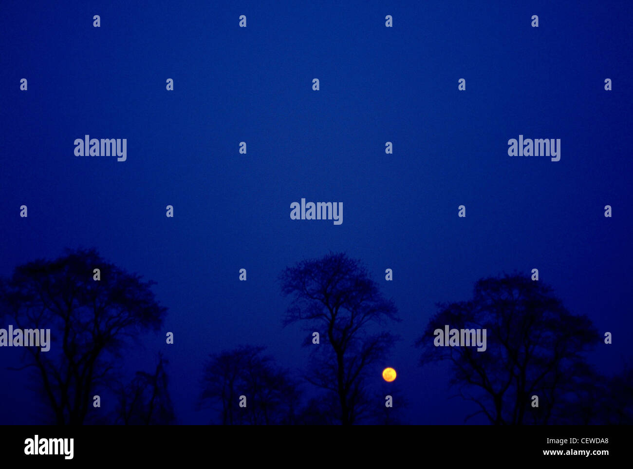 La terra alla luna su un viale alberato orizzonte di notte. Ambiente di blu Foto Stock
