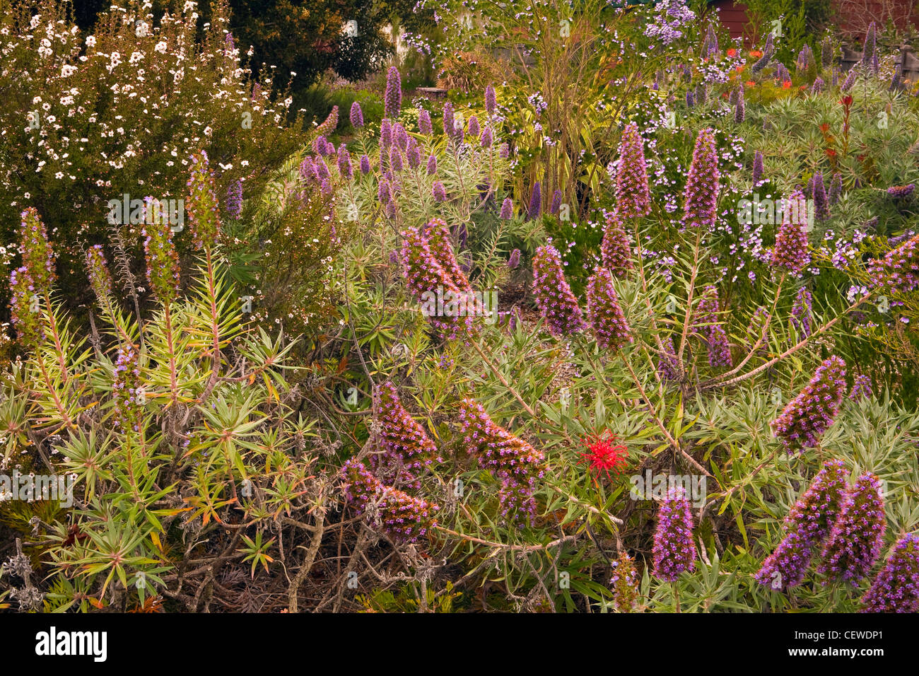 Un giardino fiorito di Echium in Cambria, California. molla Foto Stock