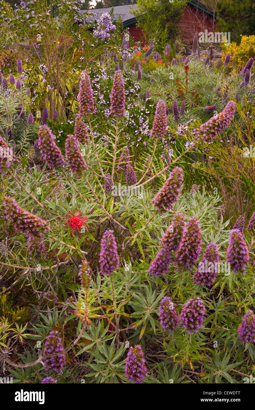 Un giardino fiorito di Echium in Cambria, California. molla Foto Stock