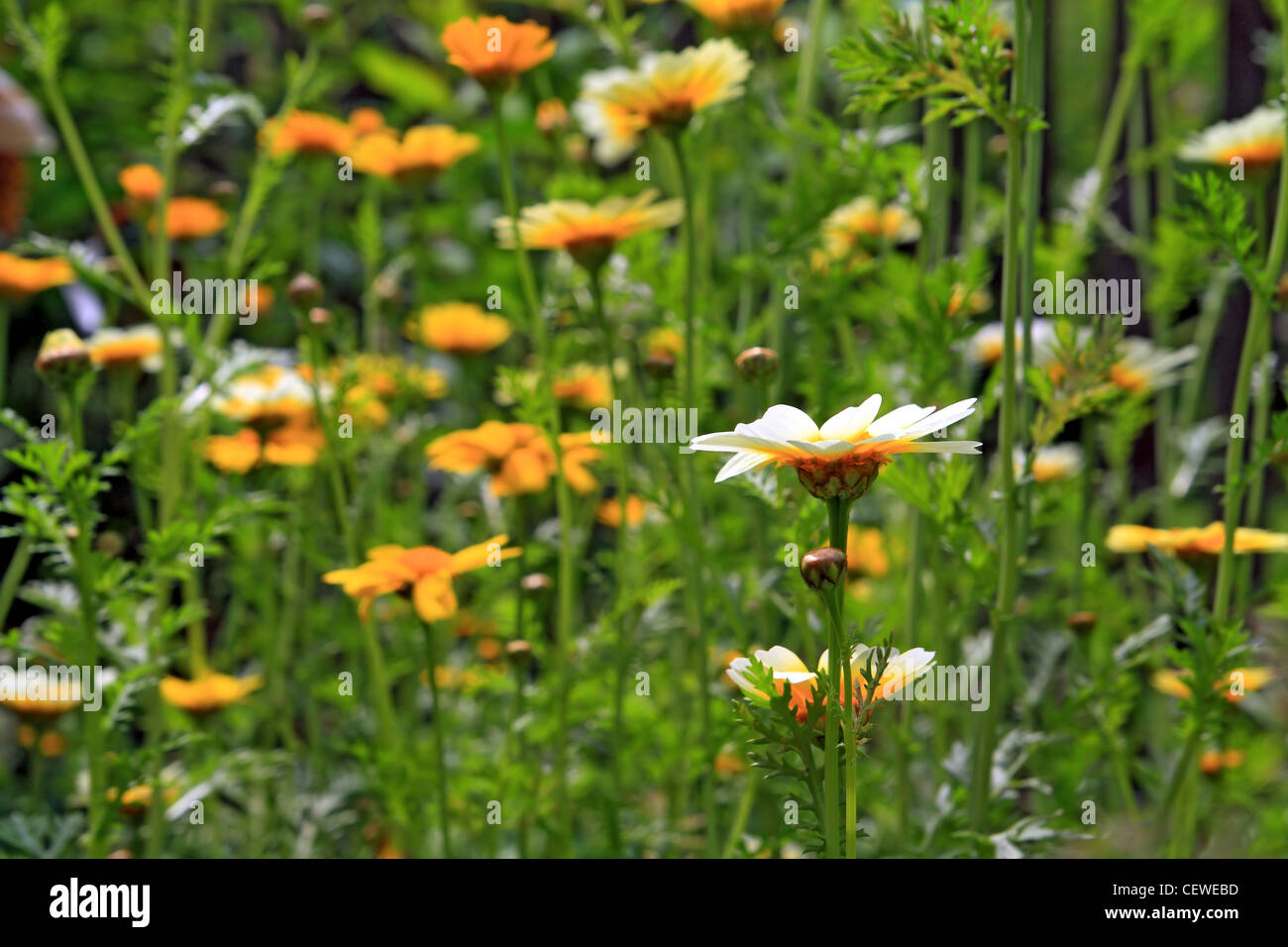 Crisantemi in giardino, sfondo floreale Foto Stock