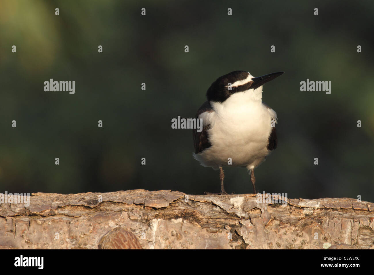 Imbrigliati tern, sterna anaethetus, singolo adulto arroccato su di un registro Foto Stock