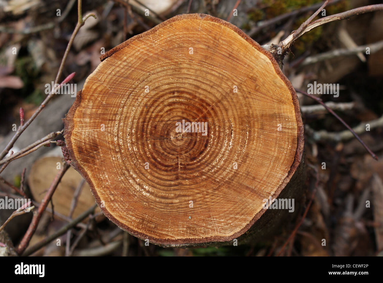 Gli anelli di un albero in una struttura ad albero che è stato tagliato. Foto Stock