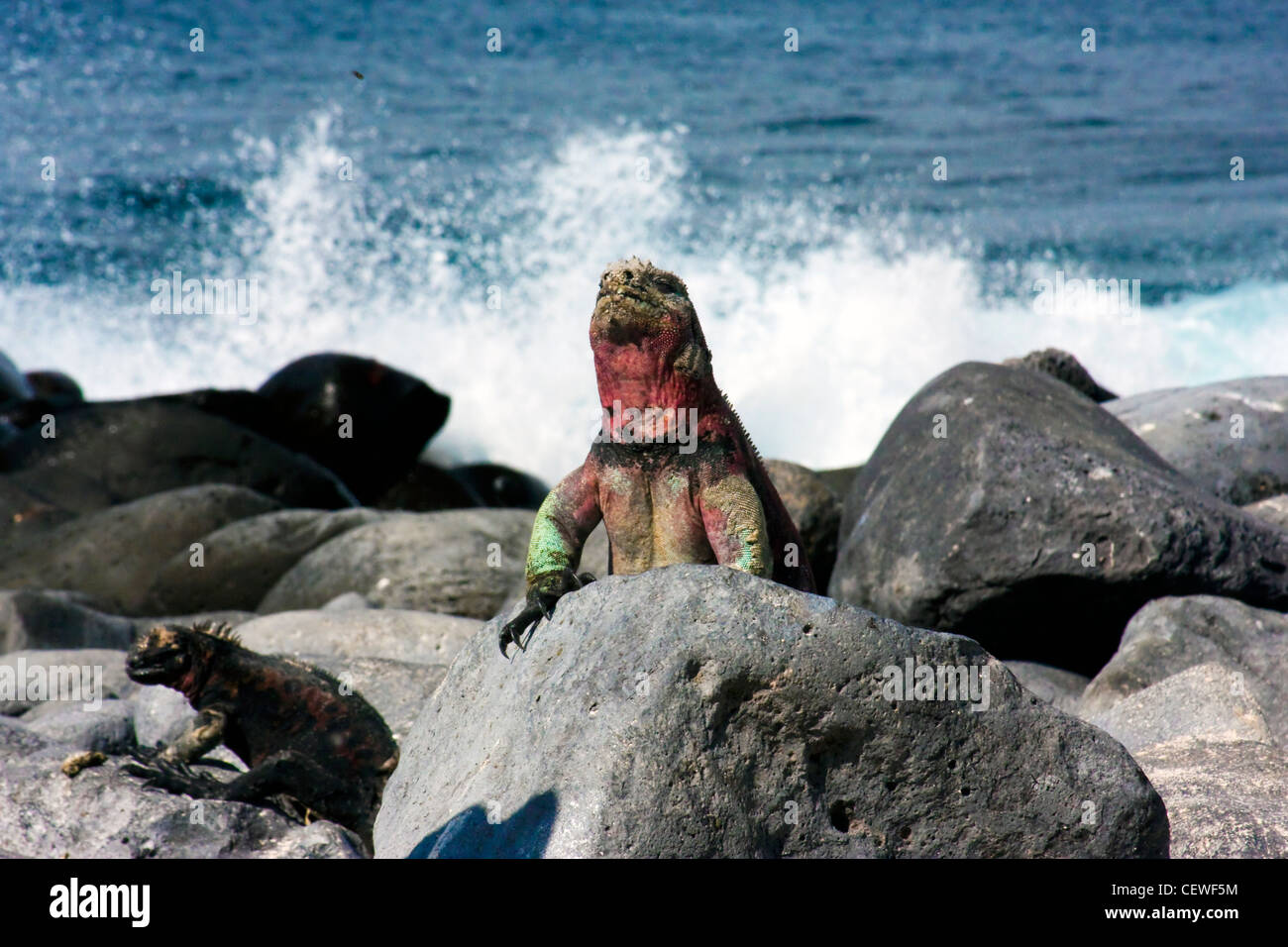 Iguana marina nella parte anteriore delle onde che si infrangono sulle rocce in isole Galapagos Foto Stock