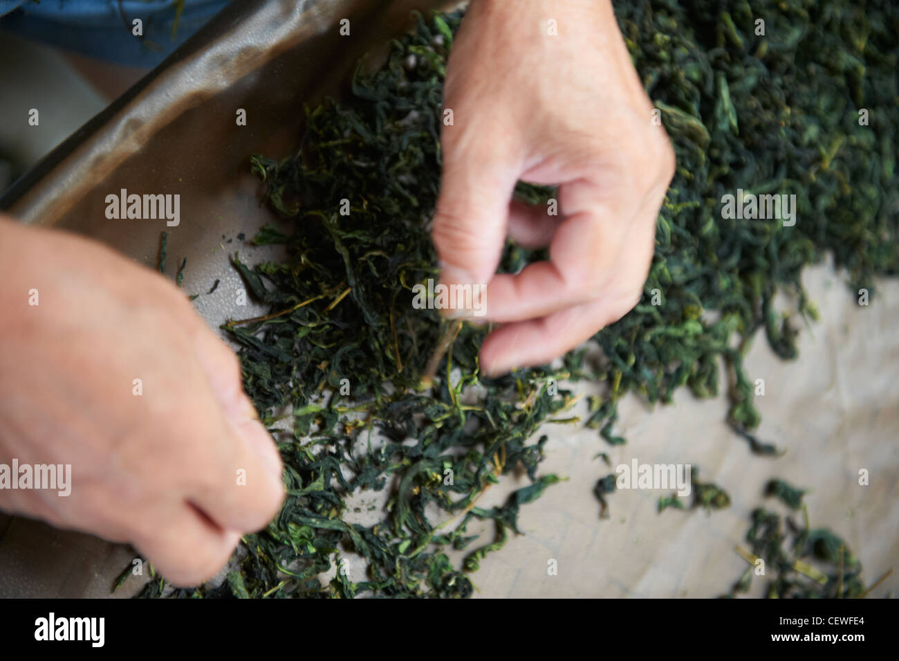 Stuzzicate le mani prendendo i rametti da schiacciare foglie di tè verde. Foto Stock