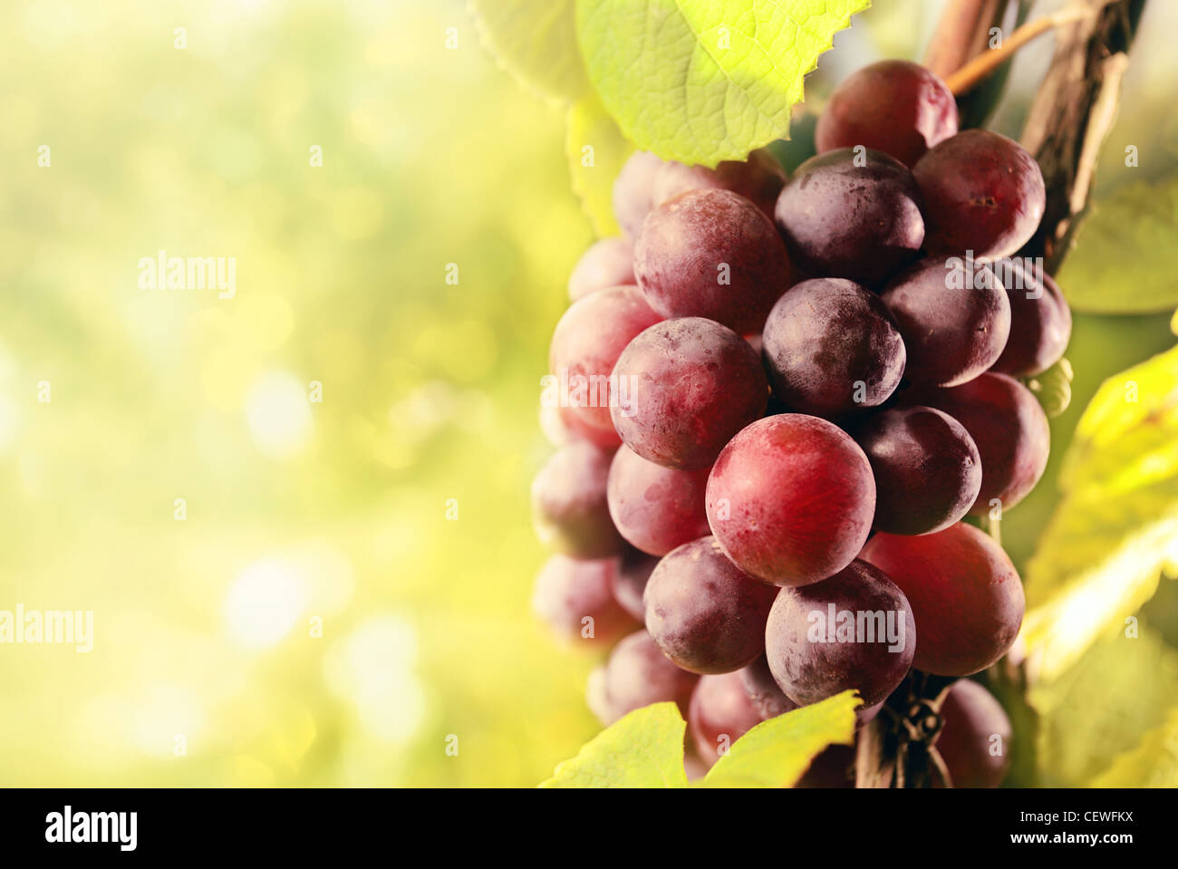 Ripe rosso uva nella vigna. Foto Stock