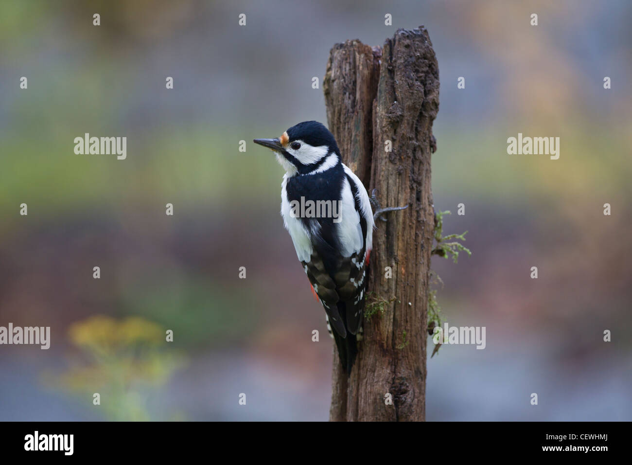 Buntspecht Foto Stock