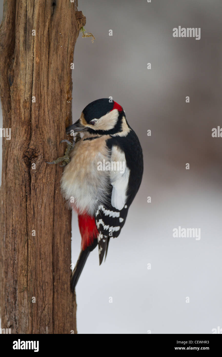Buntspecht Foto Stock