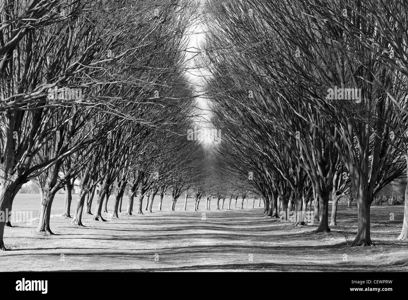 Un viale di alberi di Radley College il sole invernale. Foto Stock