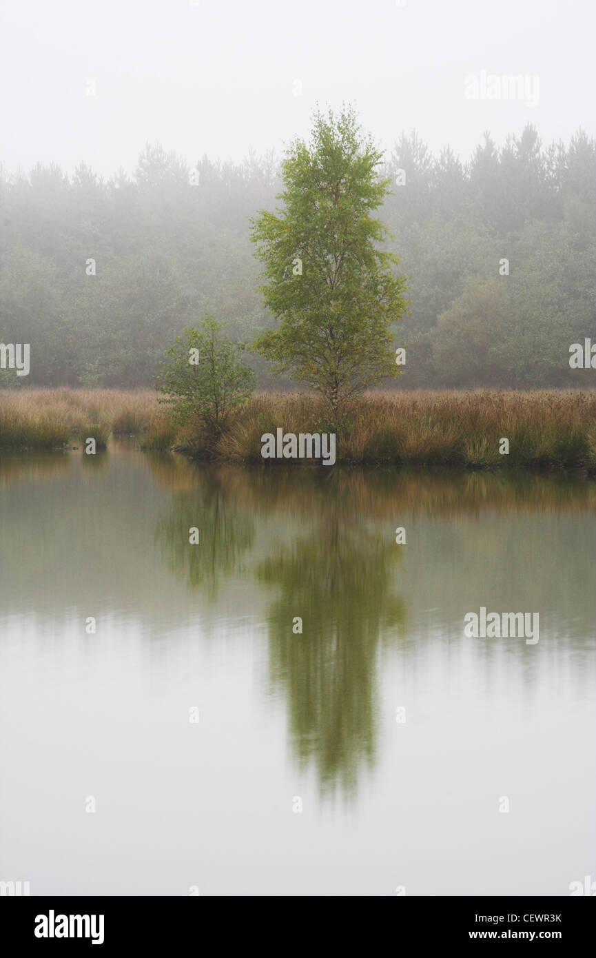 Gli alberi si riflette nelle calme acque di un lago in una nebbiosa mattina vicino a Cinderford nella Foresta di Dean. Foto Stock