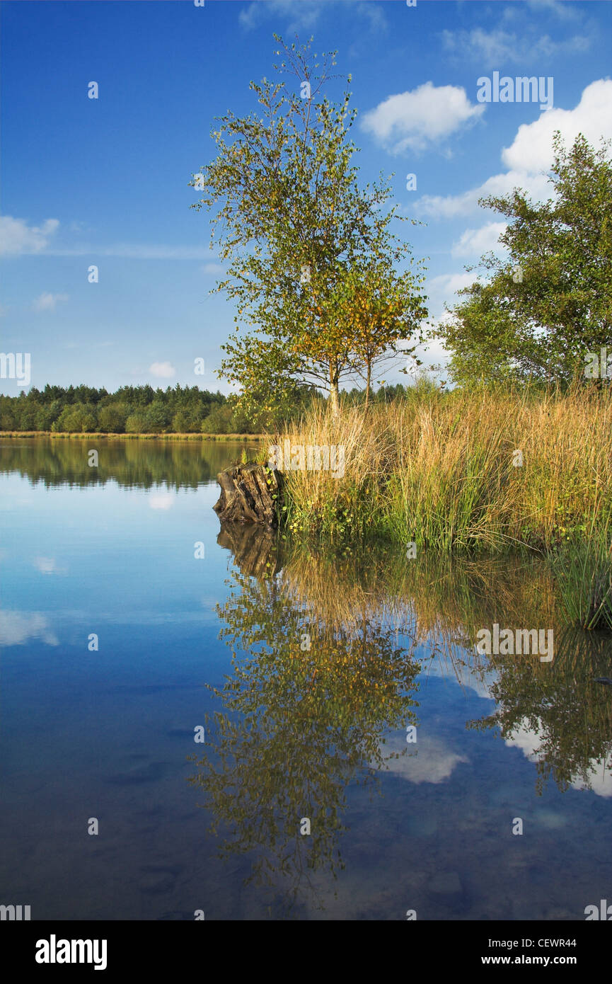 Betulla crescente sul bordo di un lago nella Foresta di Dean. Foto Stock