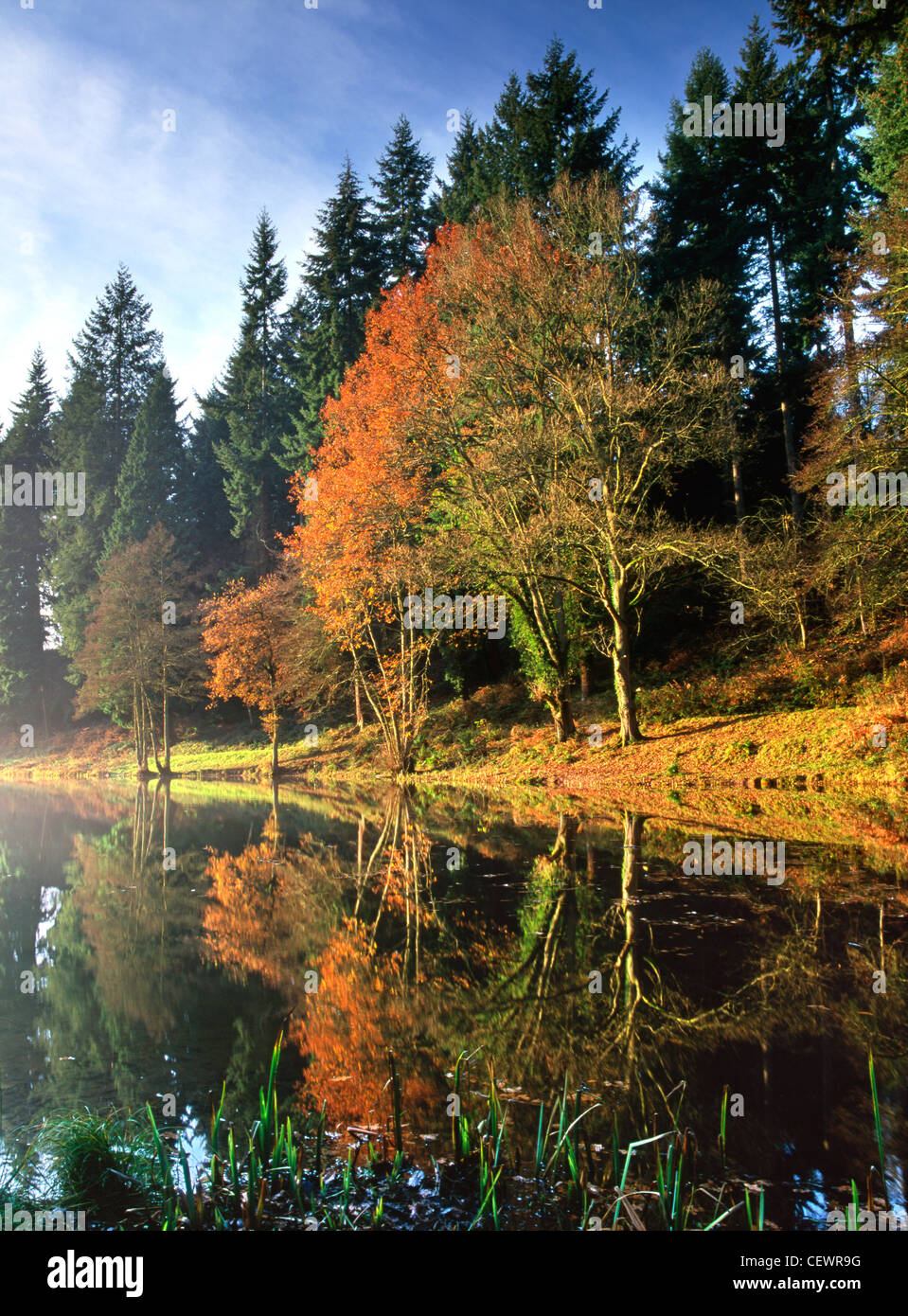In autunno la Foresta di Dean. Foto Stock