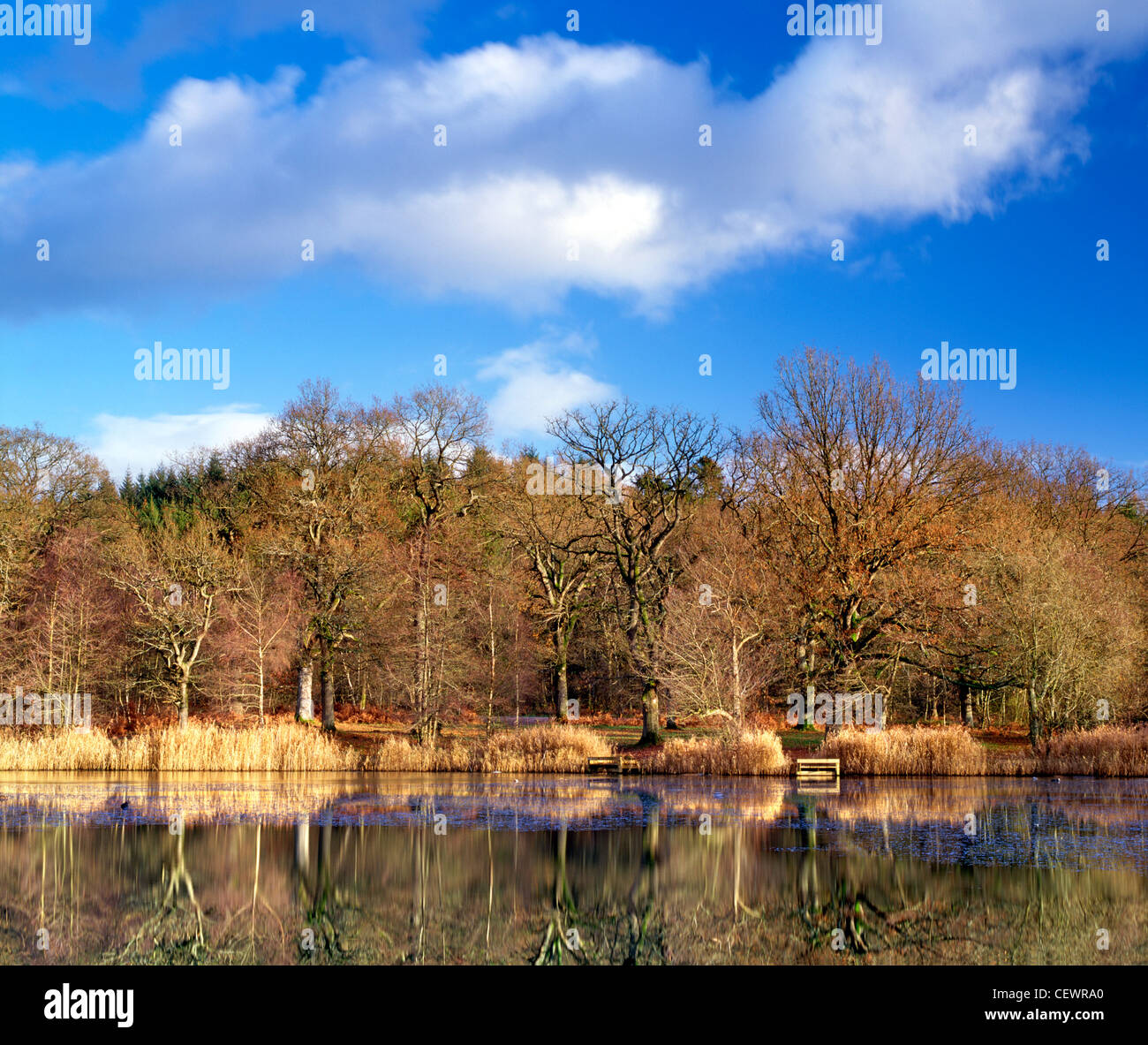 Una bella giornata autunnale a Cannop stagni nella Foresta di Dean. Foto Stock