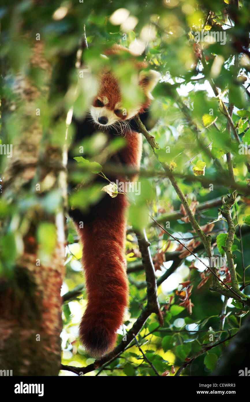 Panda rosso (Ailurus fulgens o shining-CAT) Foto Stock