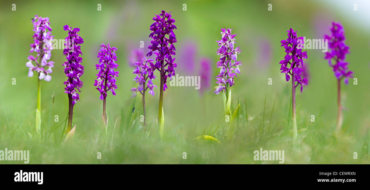 Prato di inizio di orchidee viola (Orchis mascula). Cressbrook Dale, Peak District, Derbyshire, Regno Unito (Digitally cucito immagine). Foto Stock