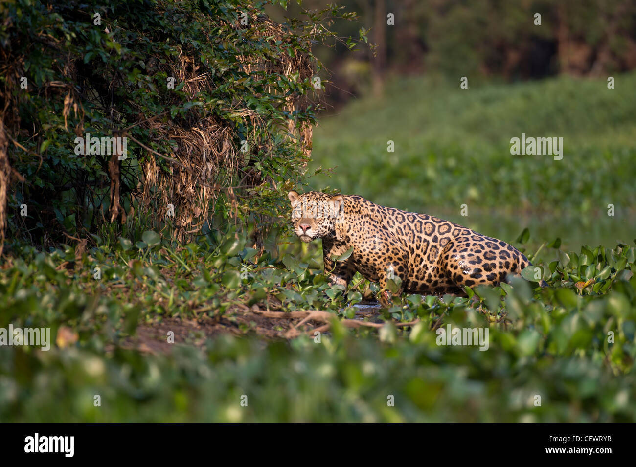 Maschi selvatici Jaguar emergenti da giacinto di acqua in corrispondenza del bordo di un affluente del fiume Cuiaba, Pantanal del Nord, Brasile. Foto Stock
