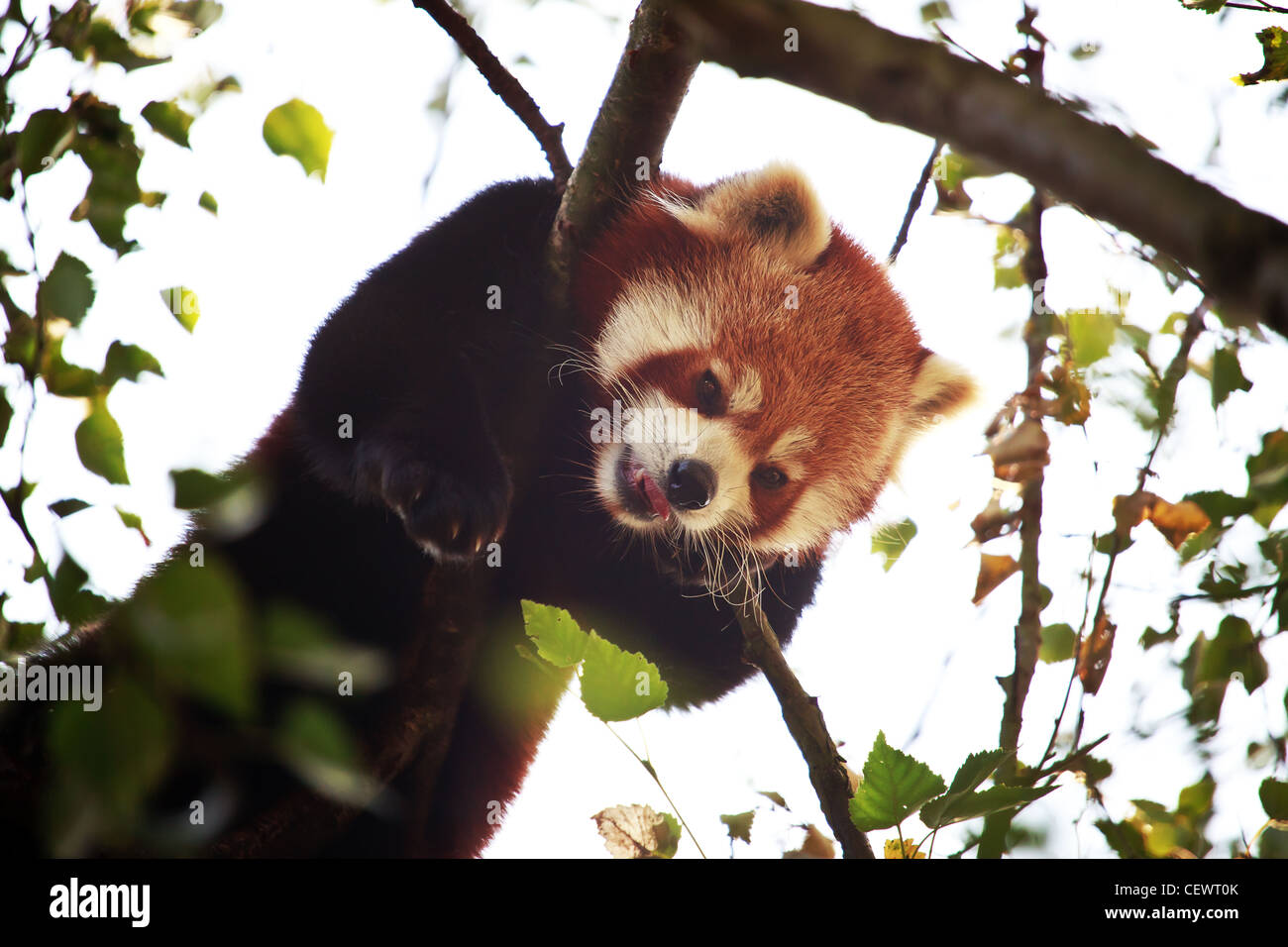 Panda rosso (Ailurus fulgens o shining-CAT) Foto Stock