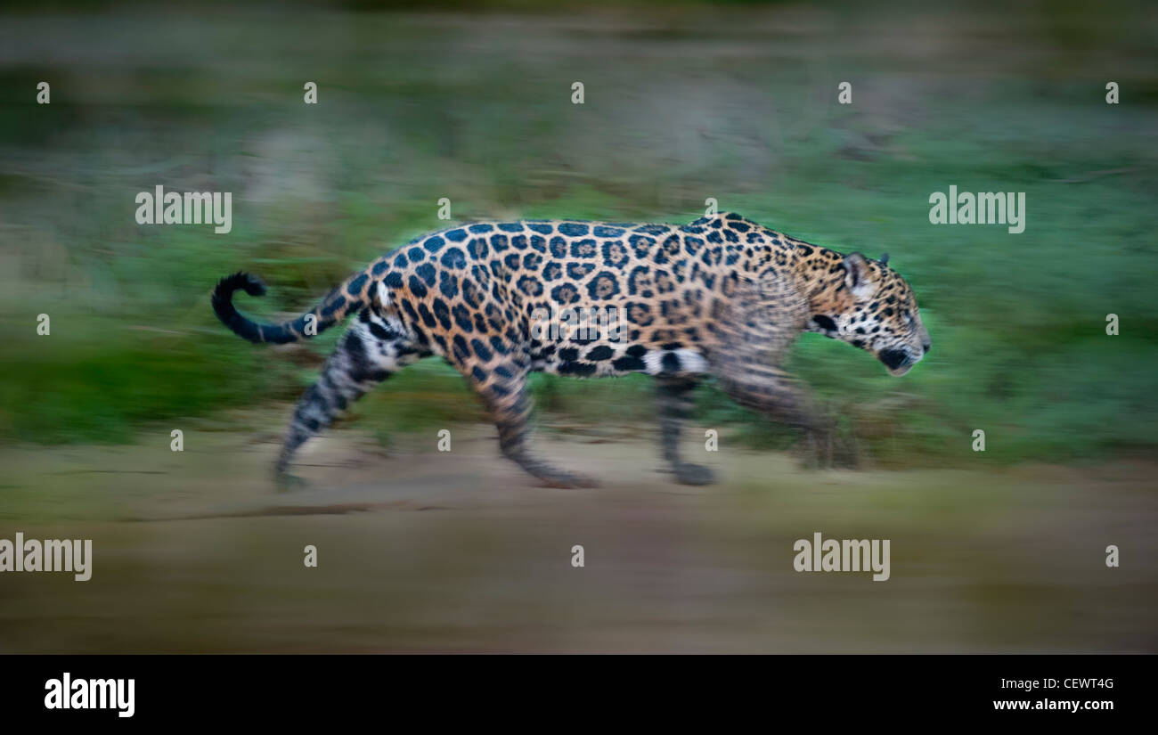 'Wild Jaguar femmina camminando lungo la riva del fiume Piquiri (un affluente del fiume Cuiaba) al tramonto. Pantanal del Nord, Brasile Foto Stock