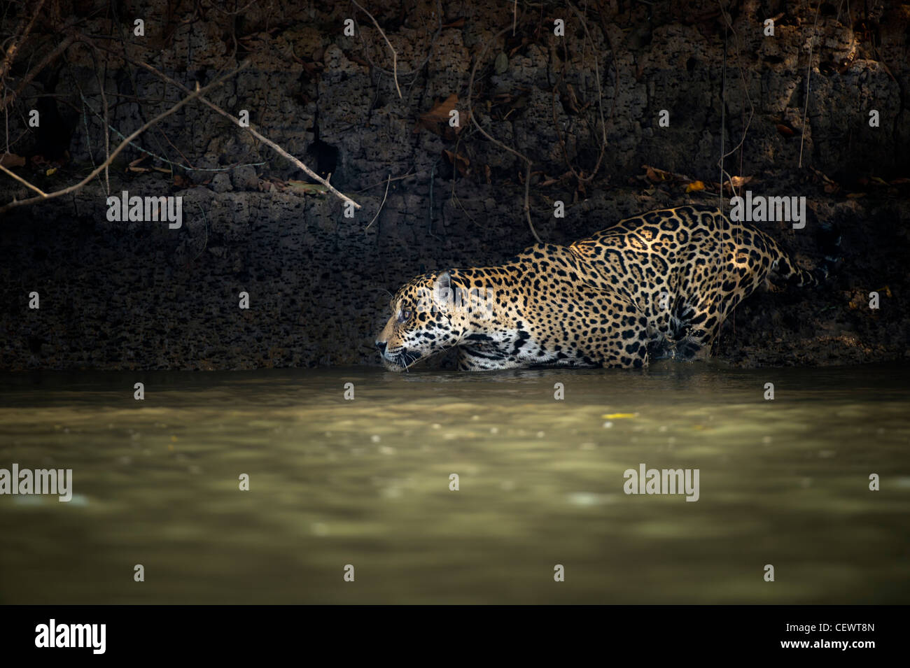 Maschi selvatici Jaguar (Panthera onca palustris) entrare nel fiume Piquiri, un affluente del fiume Cuiaba, Pantanal del Nord, Brasile. Foto Stock