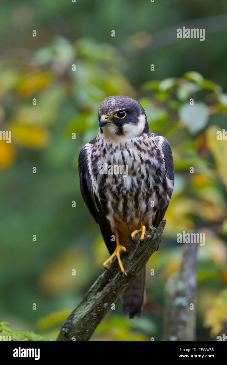 Eurasian Hobby Falco Subbuteo® Baumfalke Falke Foto Stock
