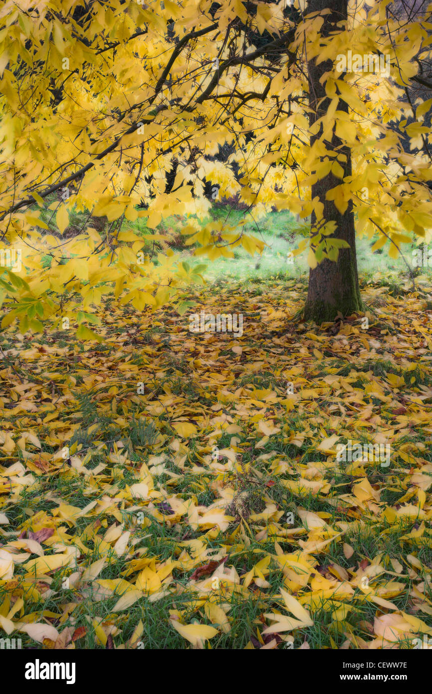 Di colore giallo brillante fogliame di autunno nella Foresta di Dean. In aprile 2007, una rivista nazionale sondaggio votato la Foresta di Dean il terzo b Foto Stock