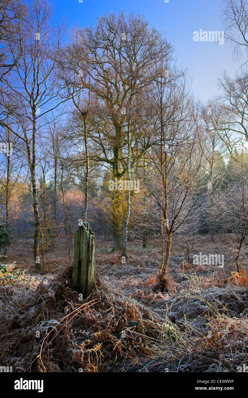 Coperto di brina bracken nel bosco in prossimità di stagni Cannop nella Foresta di Dean. Questo stagni artificiali è stato alimentato da una miniera di carbone locale e Foto Stock