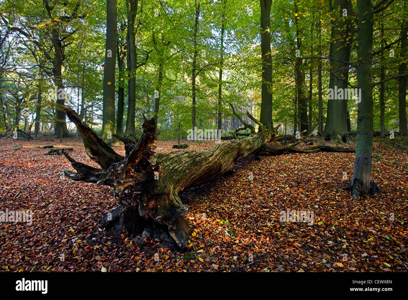 Foglie di autunno nella Foresta di Dean. Foto Stock