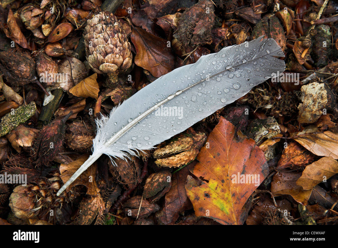 Dettaglio della piuma di un piccione di legno su foglie autunnali lettiera nella Foresta di Dean. Foto Stock