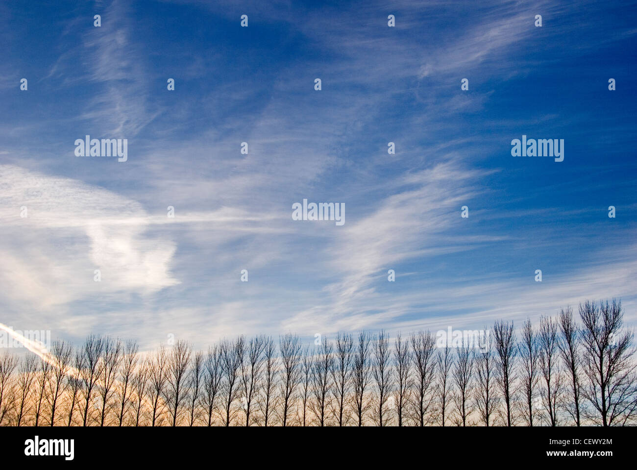 Viale di alberi a Milton Hill. Foto Stock