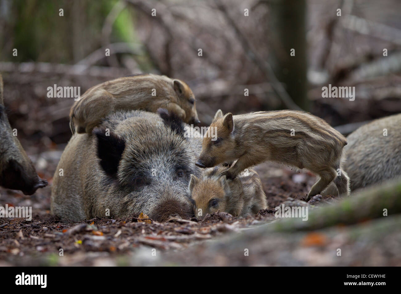 Wildschwein, Sus scrofa, cinghiale Foto Stock