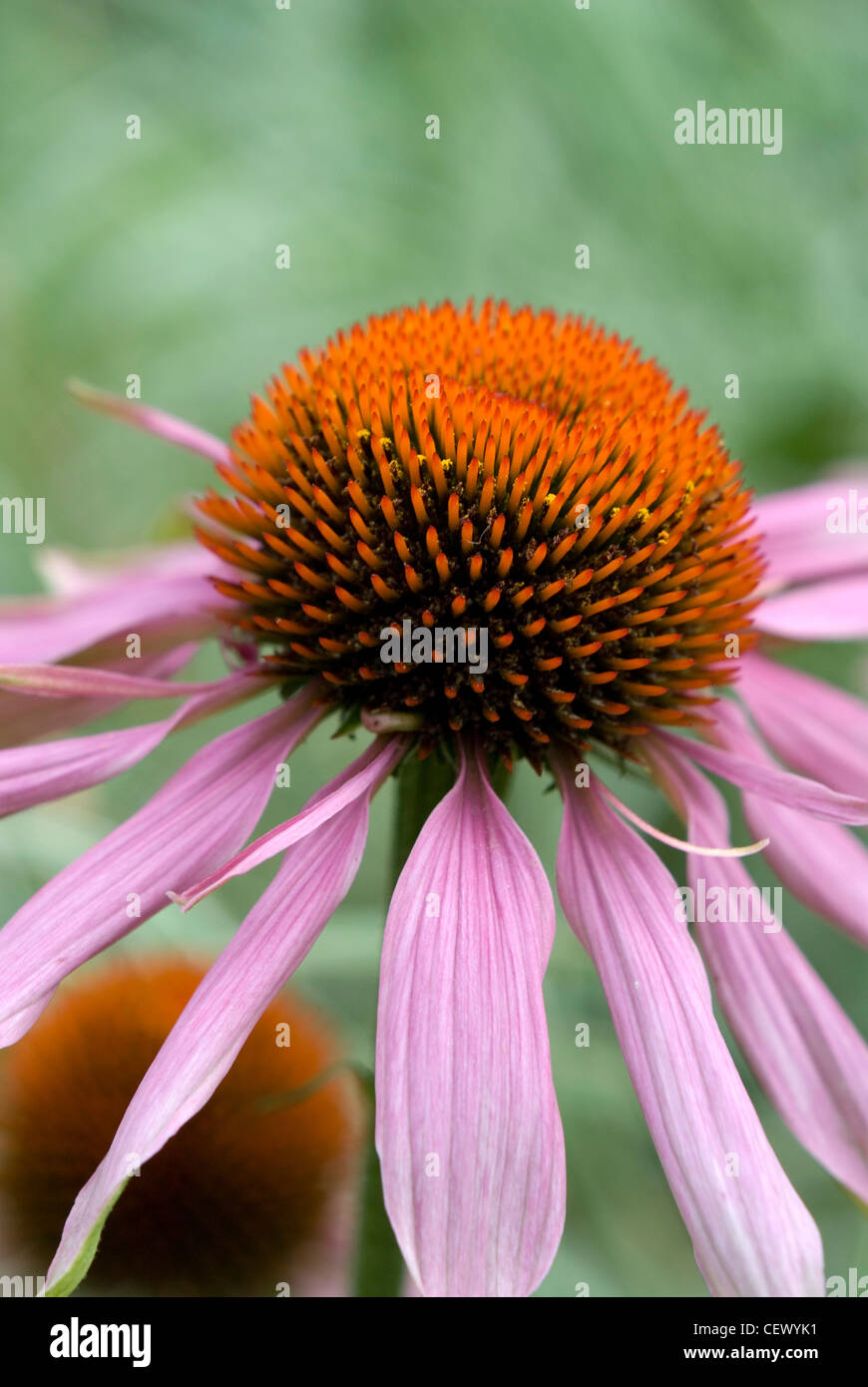 Una chiusura di una fioritura di Echinacea pianta Foto Stock