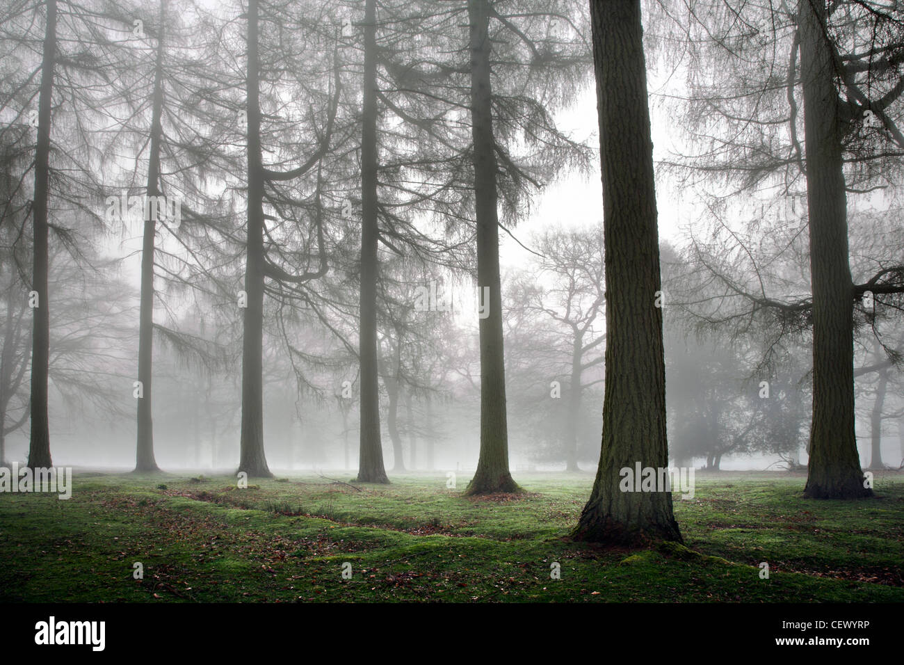 Bosco nebbioso a Cinderford nella Royal Foresta di Dean. Foto Stock