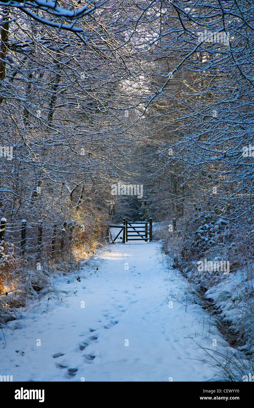 Impronte sulla neve di un percorso coperto che conduce ad un cancello in Royal Foresta di Dean. Foto Stock