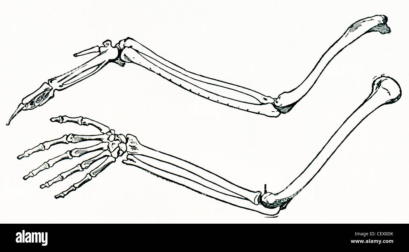 Lo scheletro di un uccello e parafango di un uomo è il braccio e la mano, nella stessa scala. Da The Strand Magazine pubblicato nel 1897. Foto Stock