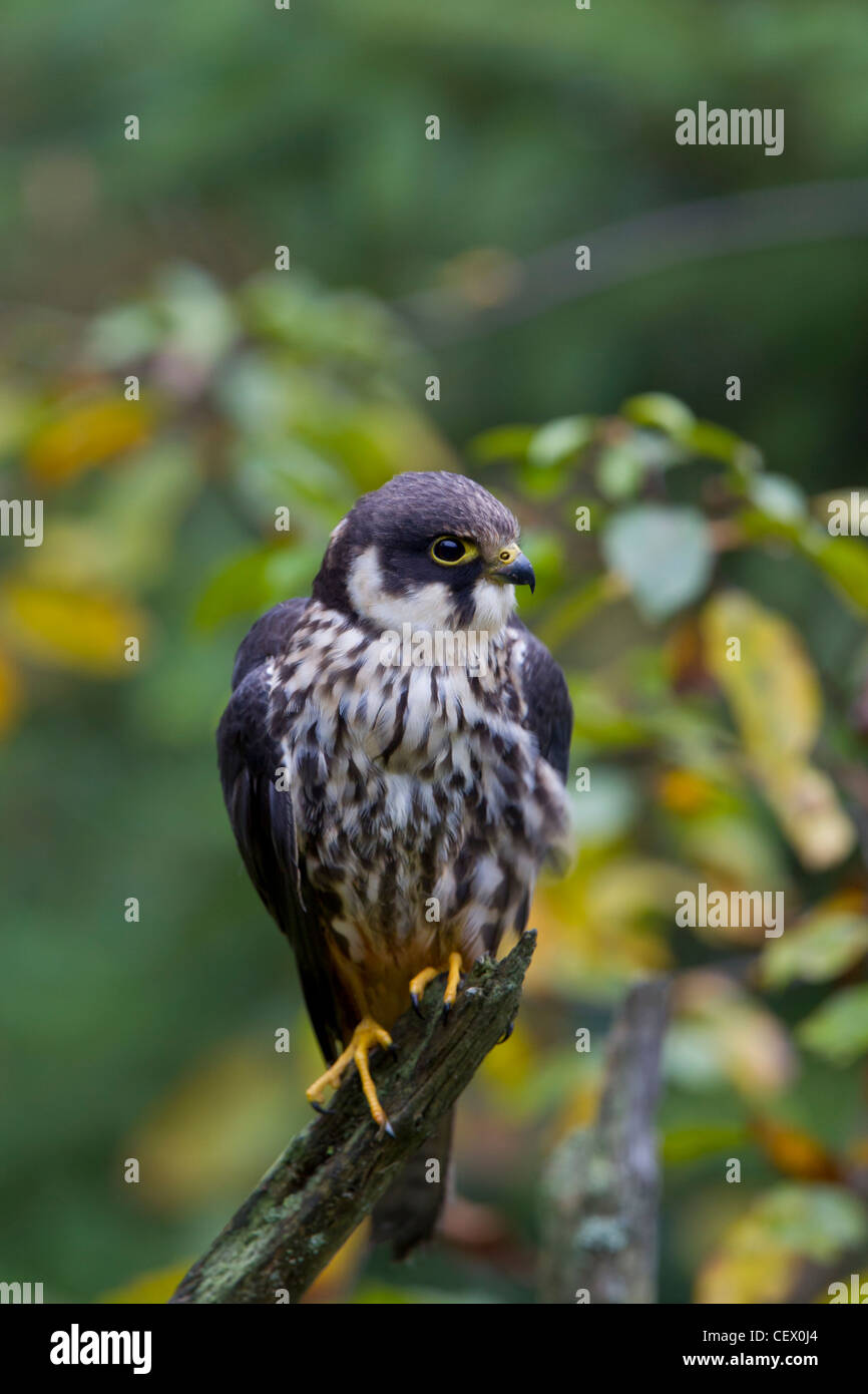 Eurasian Hobby Falco Subbuteo® Baumfalke Falke Foto Stock