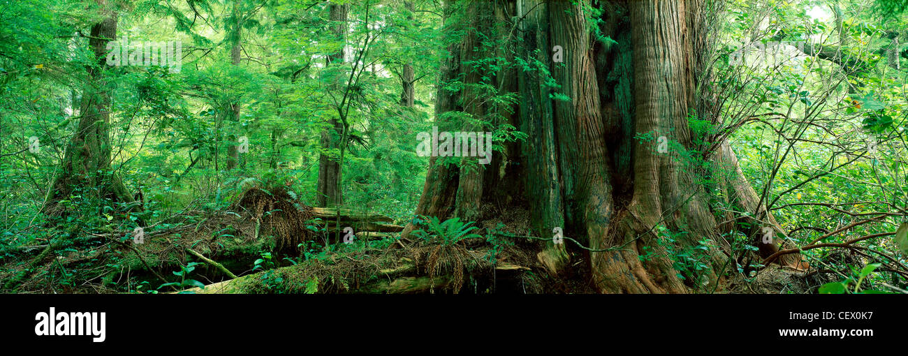 2000 anno vecchio albero di cedro, foresta pluviale temperata, Meares Isola, Clayoquot Sound, Isola di Vancouver, British Columbia, Canada Foto Stock