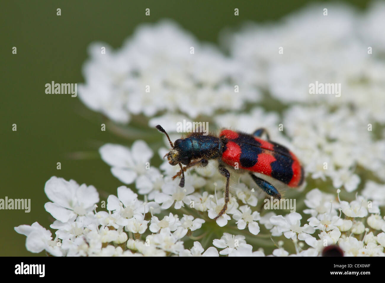 APIARIUS BIENENWOLF TRICHODES bee beetle wolf Foto Stock