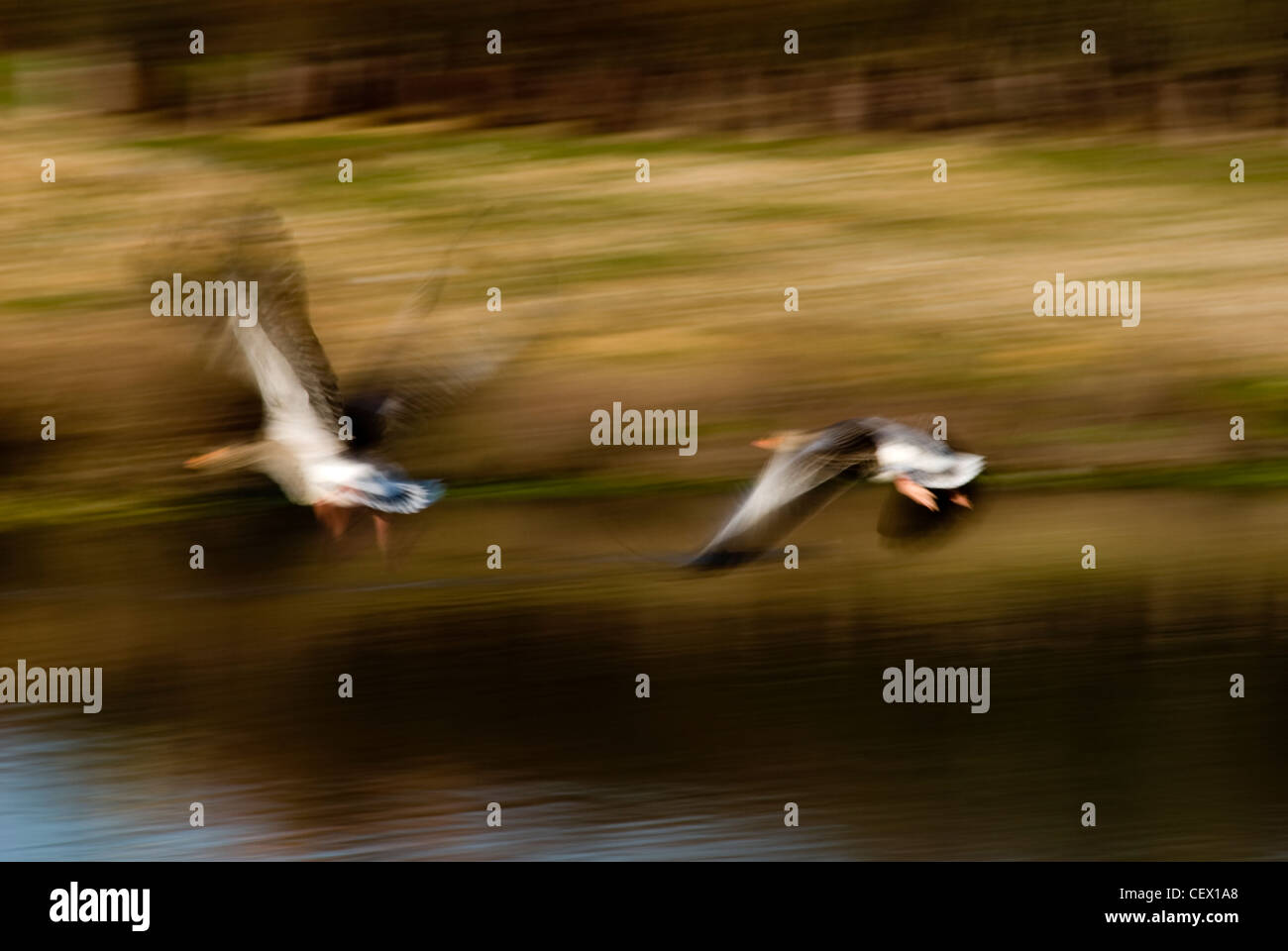 Due anatre volando sopra il fiume Thames Flood sollievo per via navigabile. Foto Stock