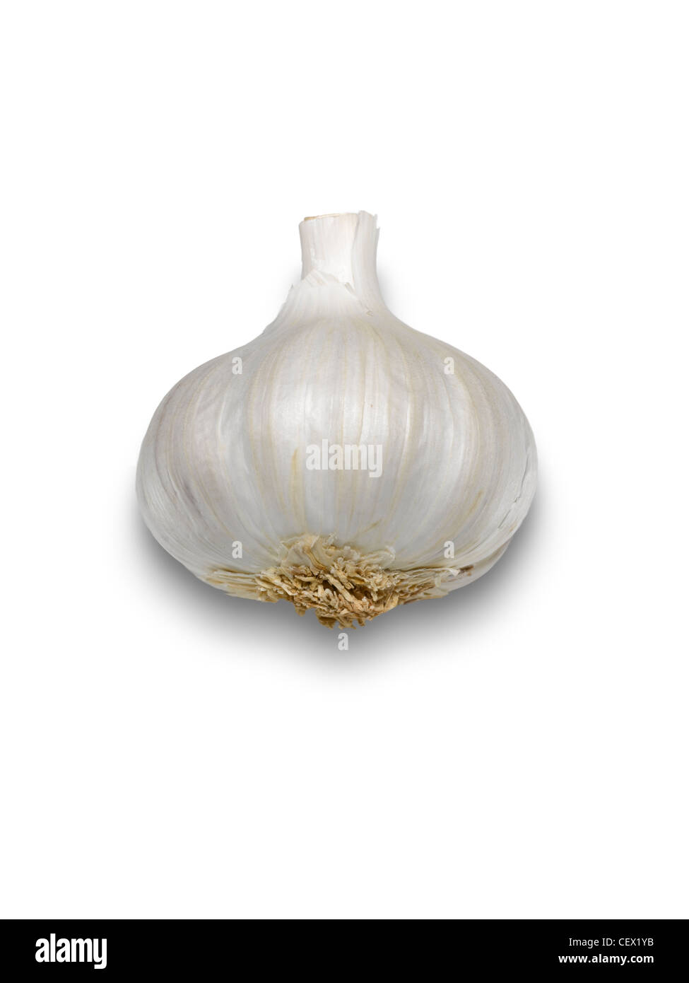Tutto il bulbo aglio su sfondo bianco Foto Stock