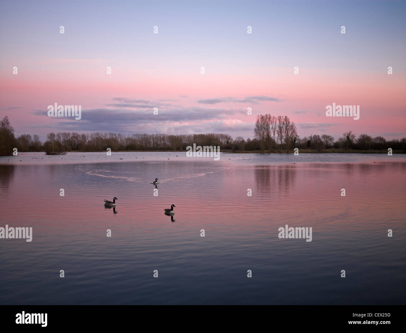 Inverno tramonto sul Lago Mallard in basso Moor Farm Riserva Naturale. Abbassare Moor Farm è il Wiltshire Wildlife Trust è un tentativo Foto Stock