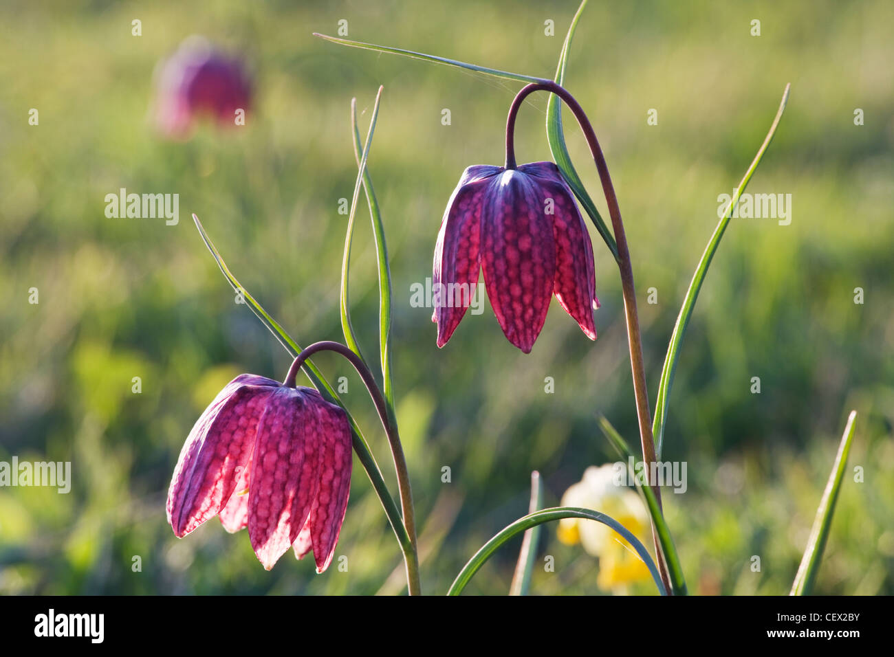 Una chiusura del Snakeshead Fritilleries (Fritillaria meleagris). Foto Stock