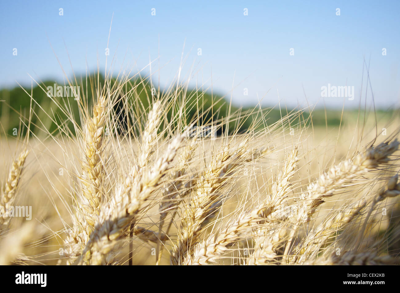 Posizione soleggiata e bella giornata nei campi di grano con leggero e caldo vento che soffia e spostando le colture. Foto Stock