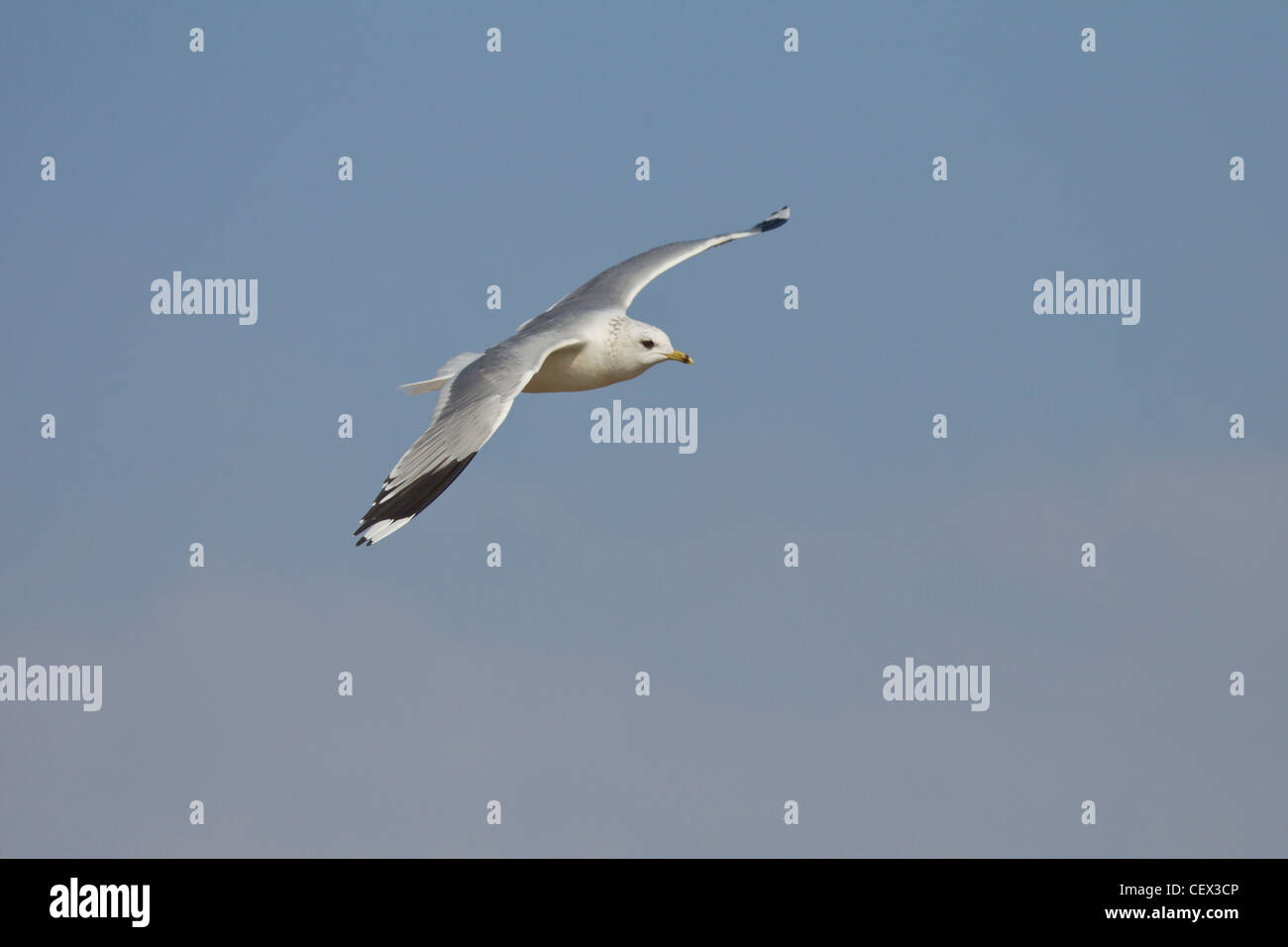 Sturmmoewe, Larus canus, gabbiano comune Foto Stock