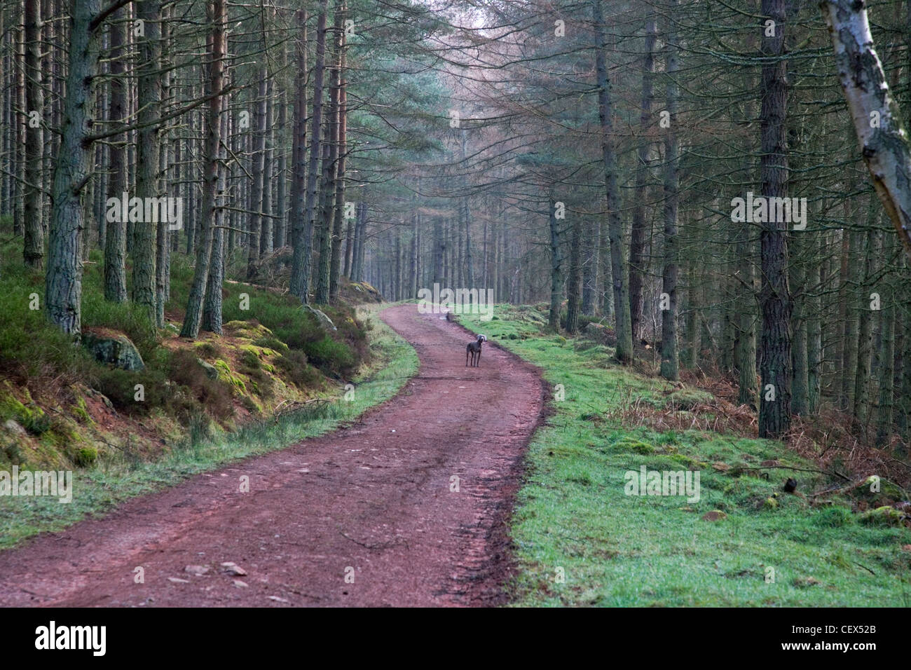 Un cane in piedi su una pista a Kielder Water & Forest Park che offre oltre 600 chilometri quadrati di foresta per camminare e hikin Foto Stock