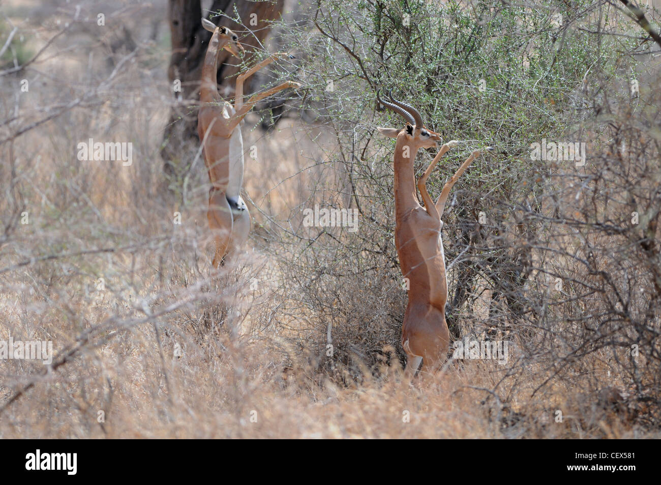 Kenya, Samburu riserva nazionale, Kenya, Gerenuk (Litocranius walleri), Aka giraffa gazzella munching esce da un albero Foto Stock