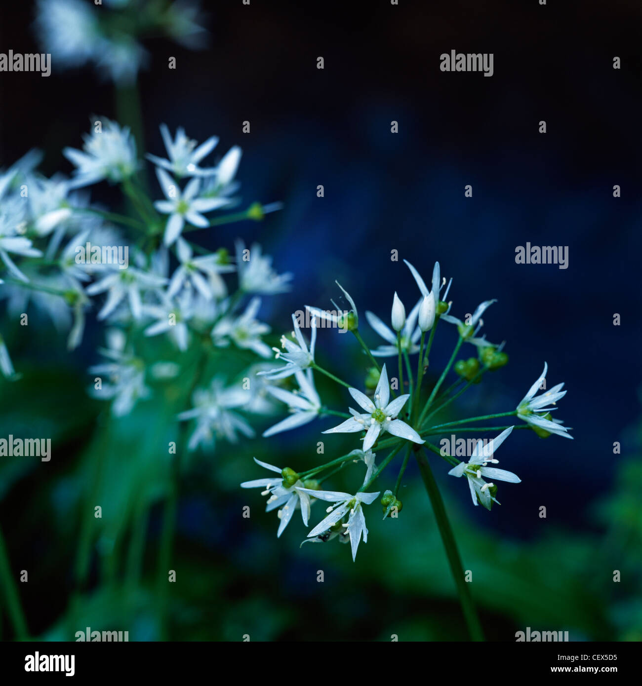 Ramsons (Allium ursinum) noto anche come buckrams, aglio selvatico, di latifoglie, aglio Aglio in legno, sremu'âà¬∞ o l'aglio orsino. Foto Stock