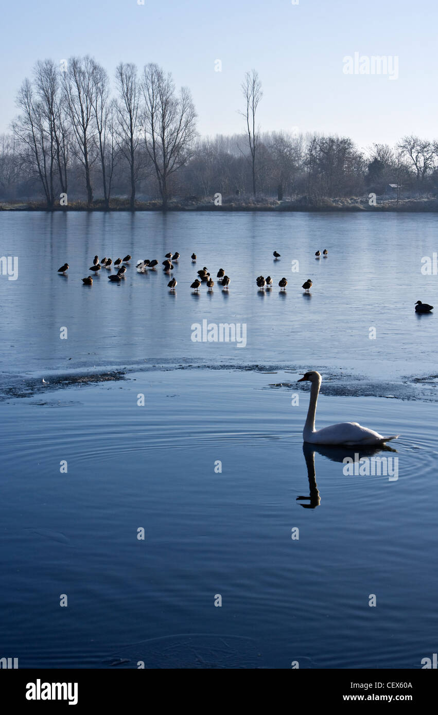 Anatre in piedi sulla superficie di un lago ghiacciato mentre un cigno nuota nel solo in parte ma non gelate del Lago in primo piano a Foto Stock