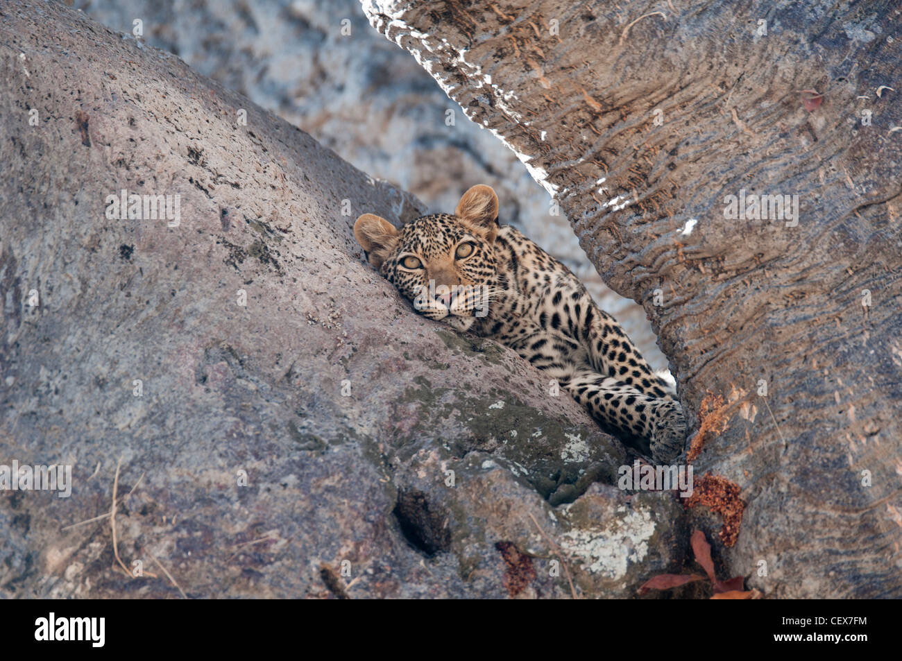 Femmina di Leopard in appoggio su un baobab Panthera pardus Ruaha National Park in Tanzania Foto Stock